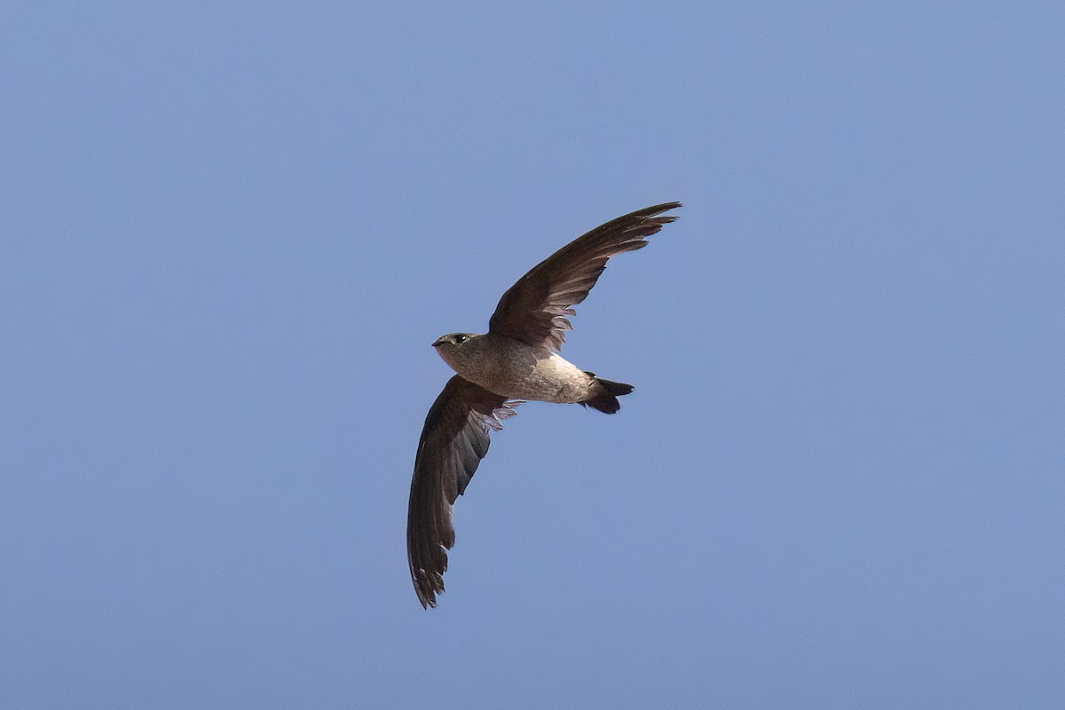 Madagascar Spinetail - ML555043411