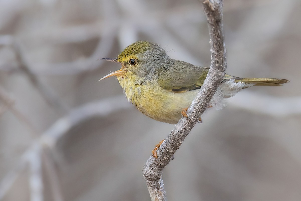 Common Jery - Chris Venetz | Ornis Birding Expeditions