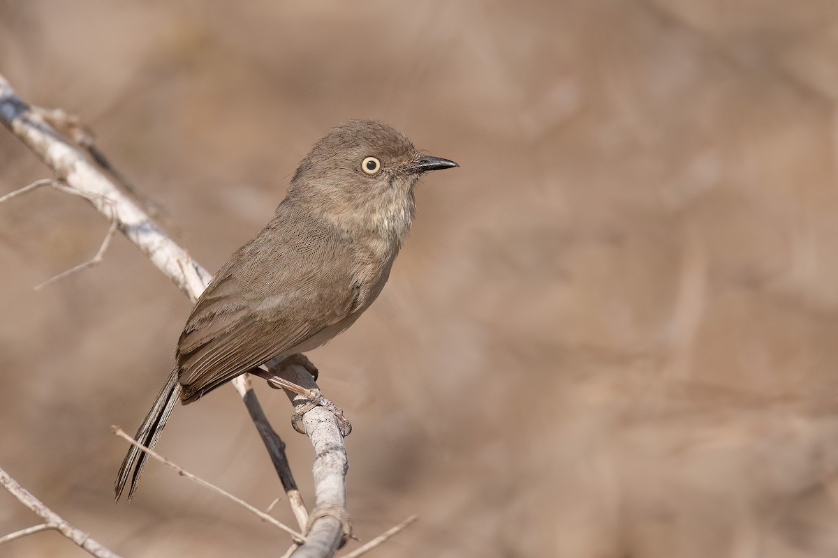 Common Newtonia - Chris Venetz | Ornis Birding Expeditions