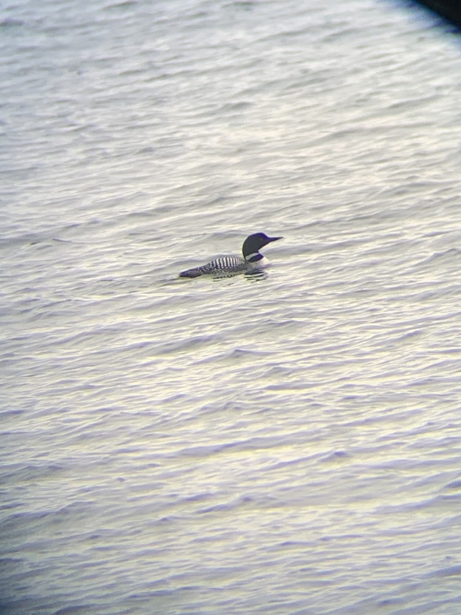 Common Loon - ML555045521