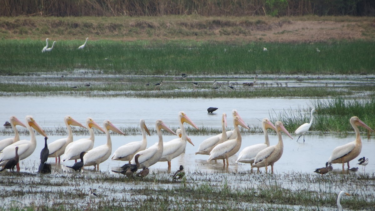 American White Pelican - ML555046641