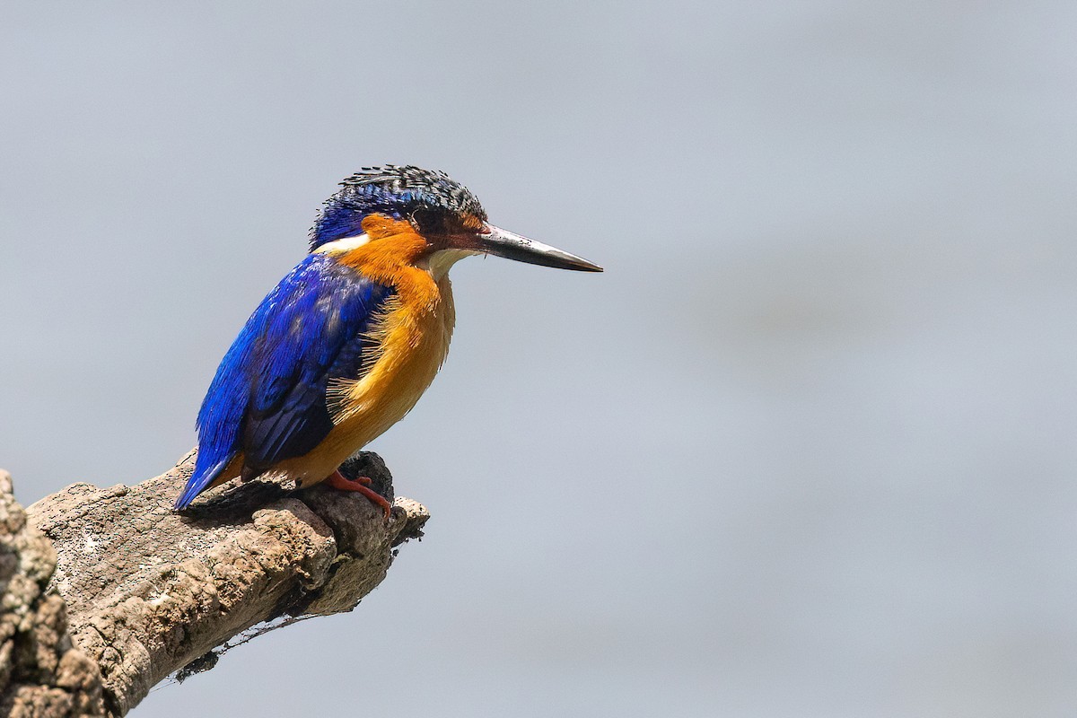 Malagasy Kingfisher - Chris Venetz | Ornis Birding Expeditions