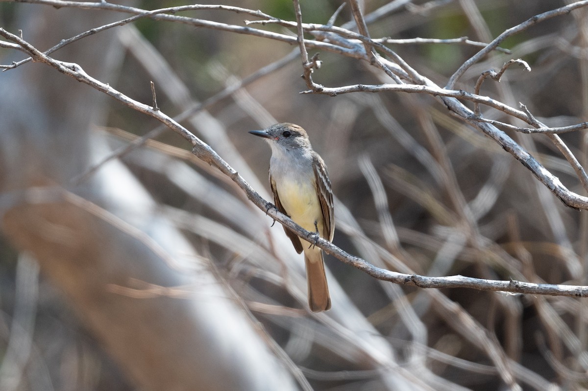 Nutting's Flycatcher - ML555047441