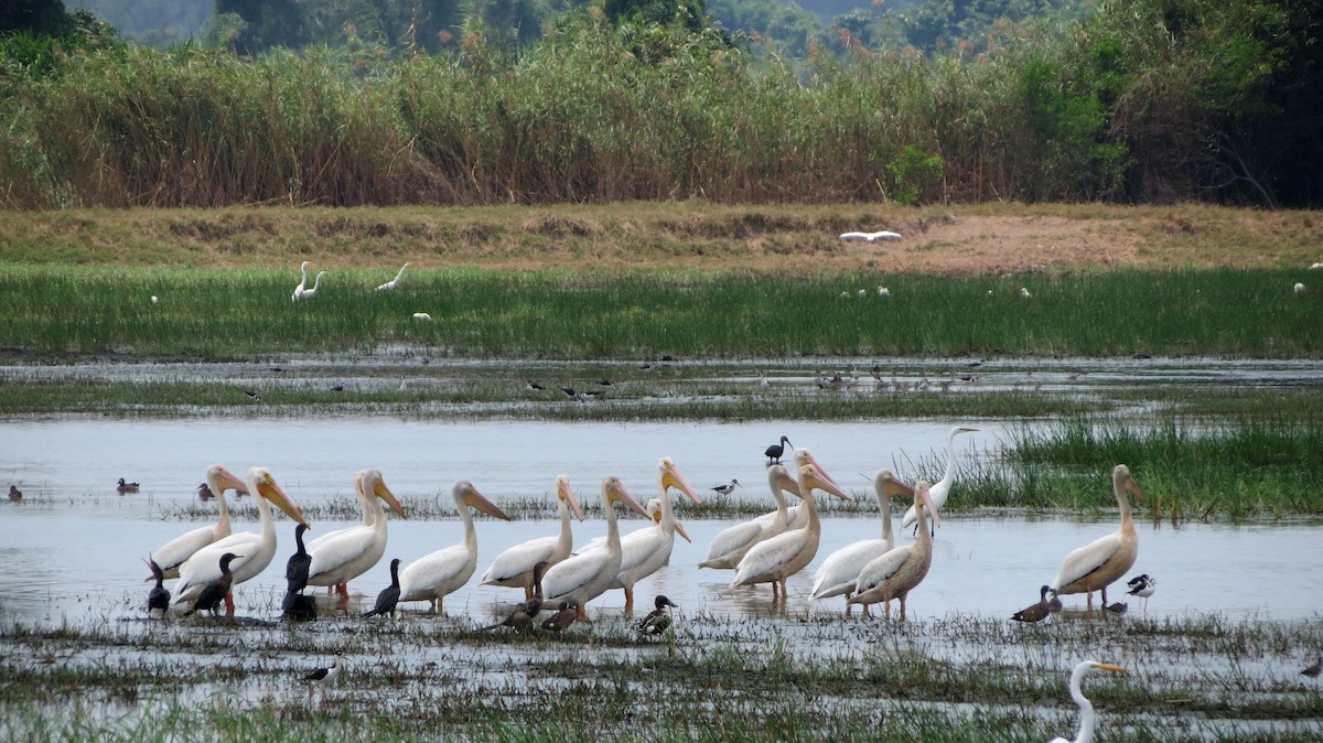 American White Pelican - ML555048341