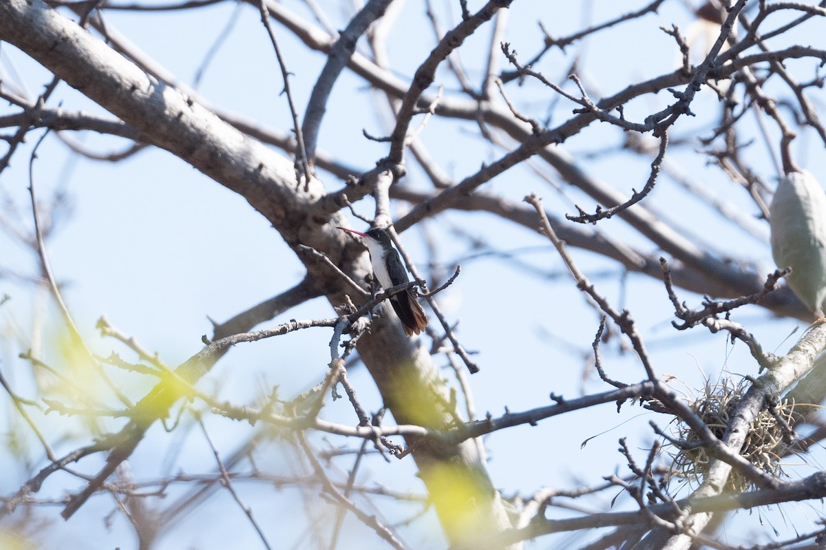 Green-fronted Hummingbird - ML555048371