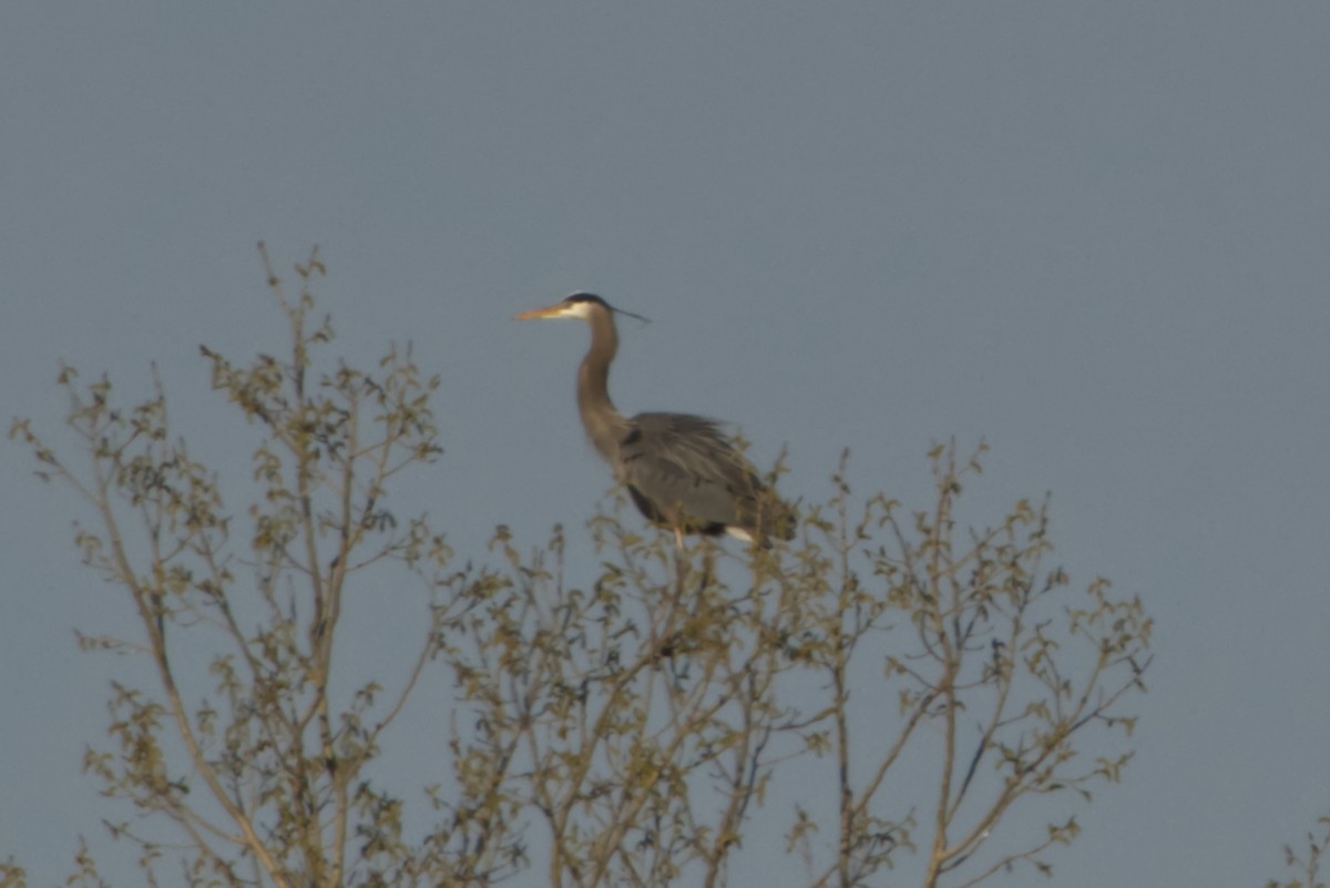 Great Blue Heron - ML555048641