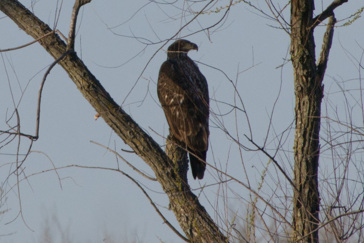 Bald Eagle - ML555048771