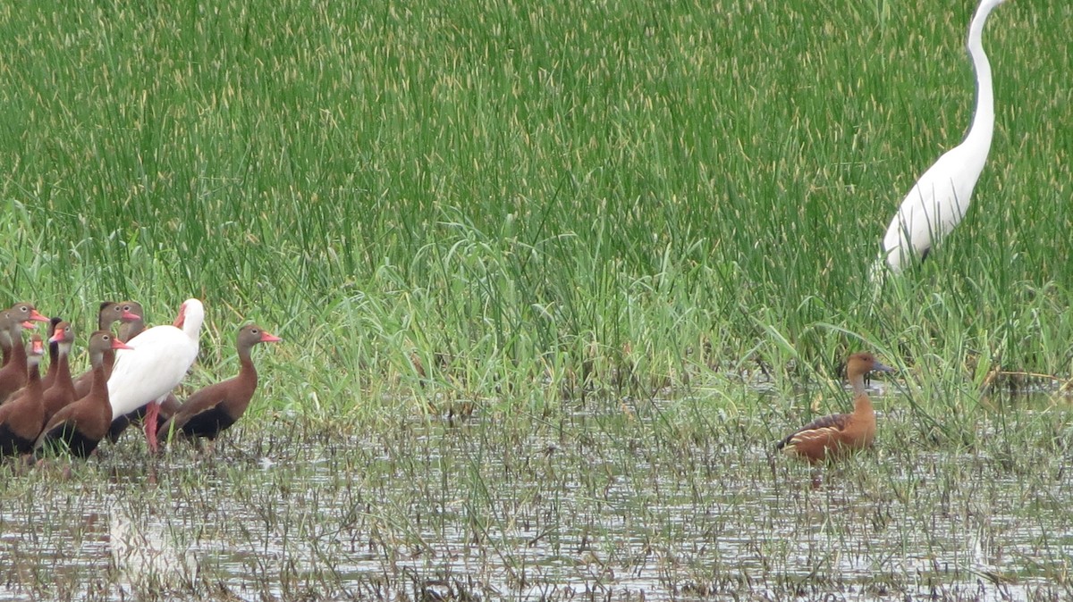 Fulvous Whistling-Duck - ML555049021