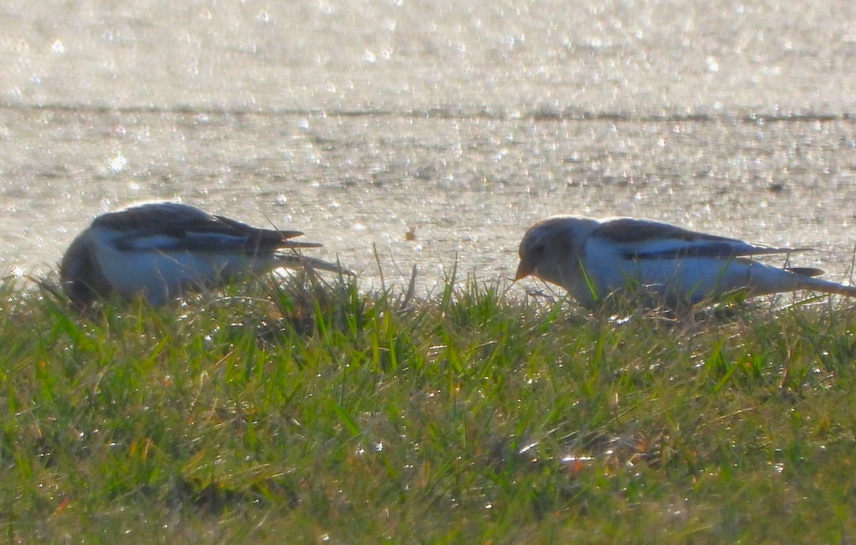 Snow Bunting - Philip Kyle