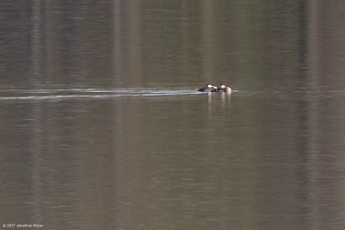 Red-necked Grebe - ML55504911