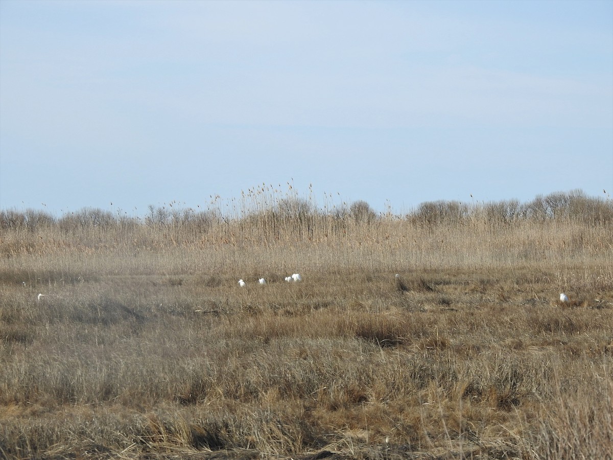 Snowy Egret - ML555049751