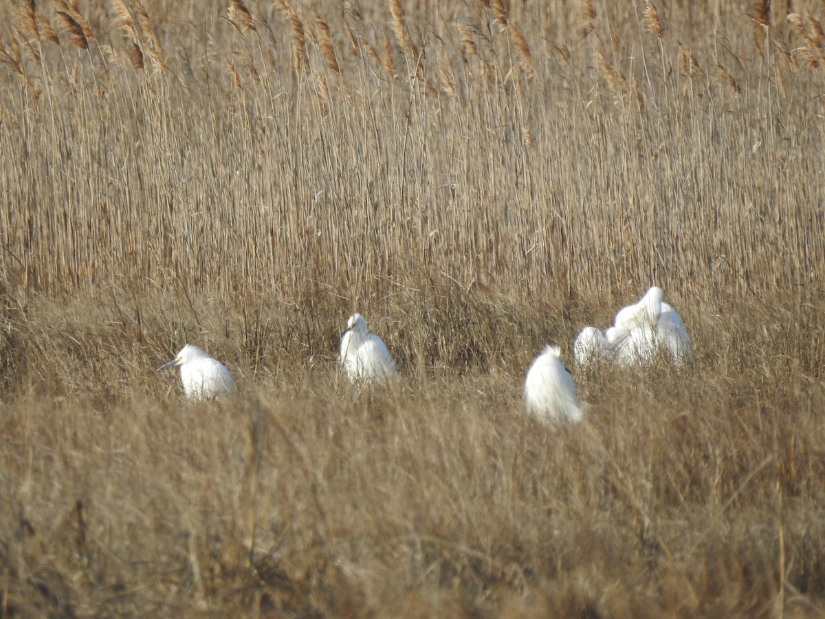 Snowy Egret - ML555050061