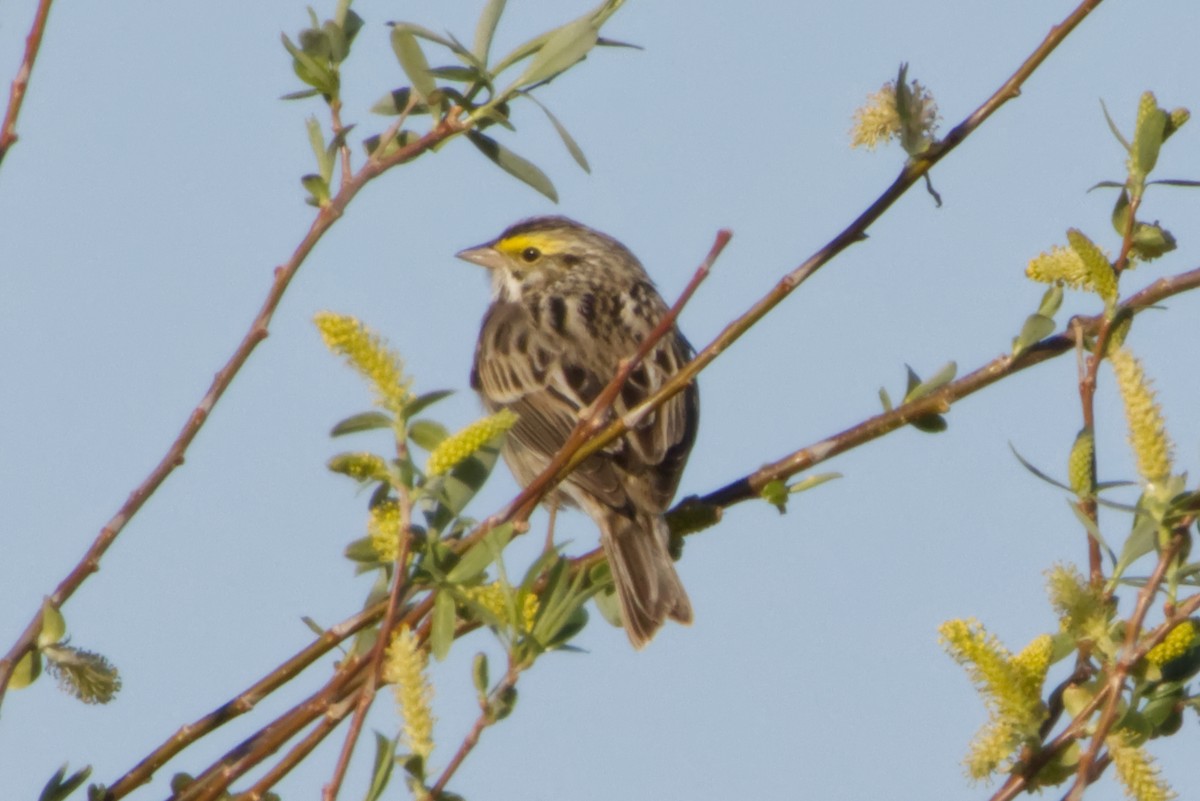 Savannah Sparrow - ML555050741