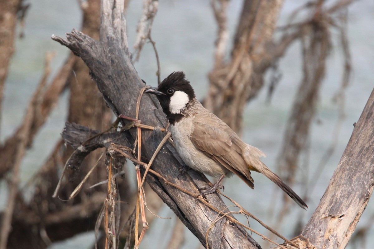 White-eared Bulbul - ML55505101