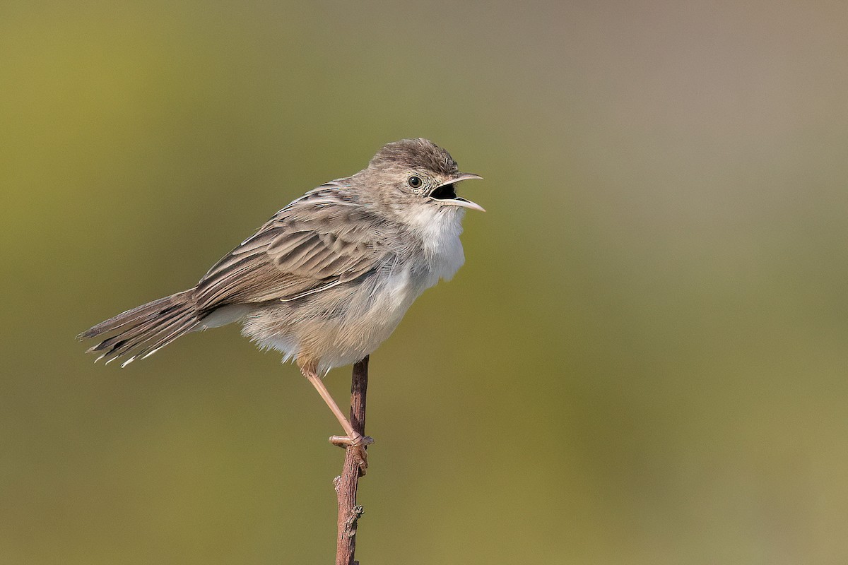 Madagascar Cisticola - Chris Venetz | Ornis Birding Expeditions