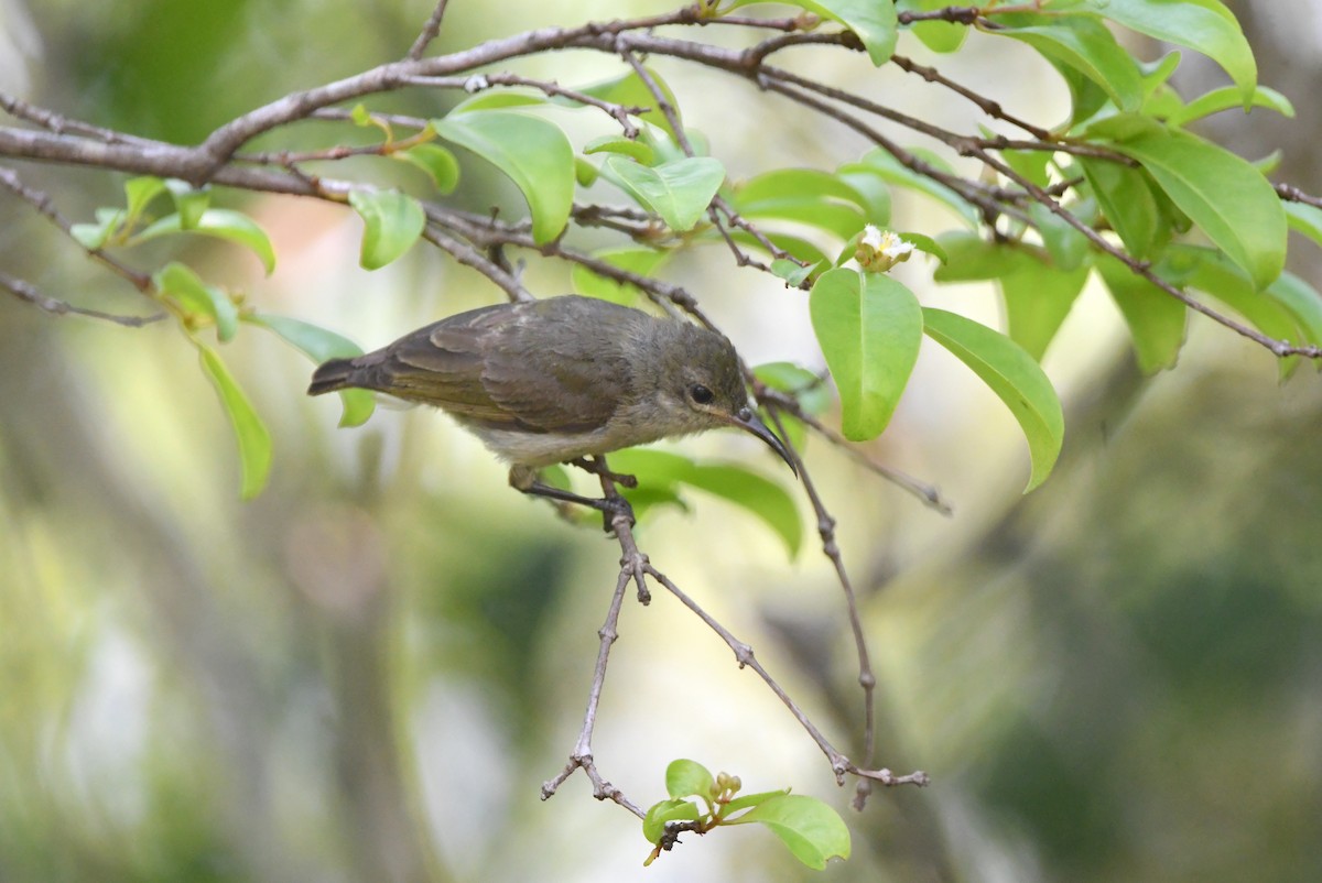 Bates's Sunbird - ML555051651