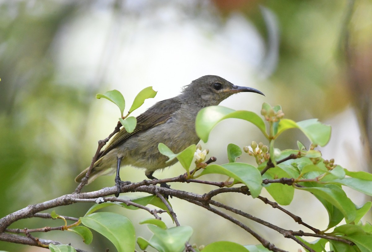 Bates's Sunbird - ML555052011