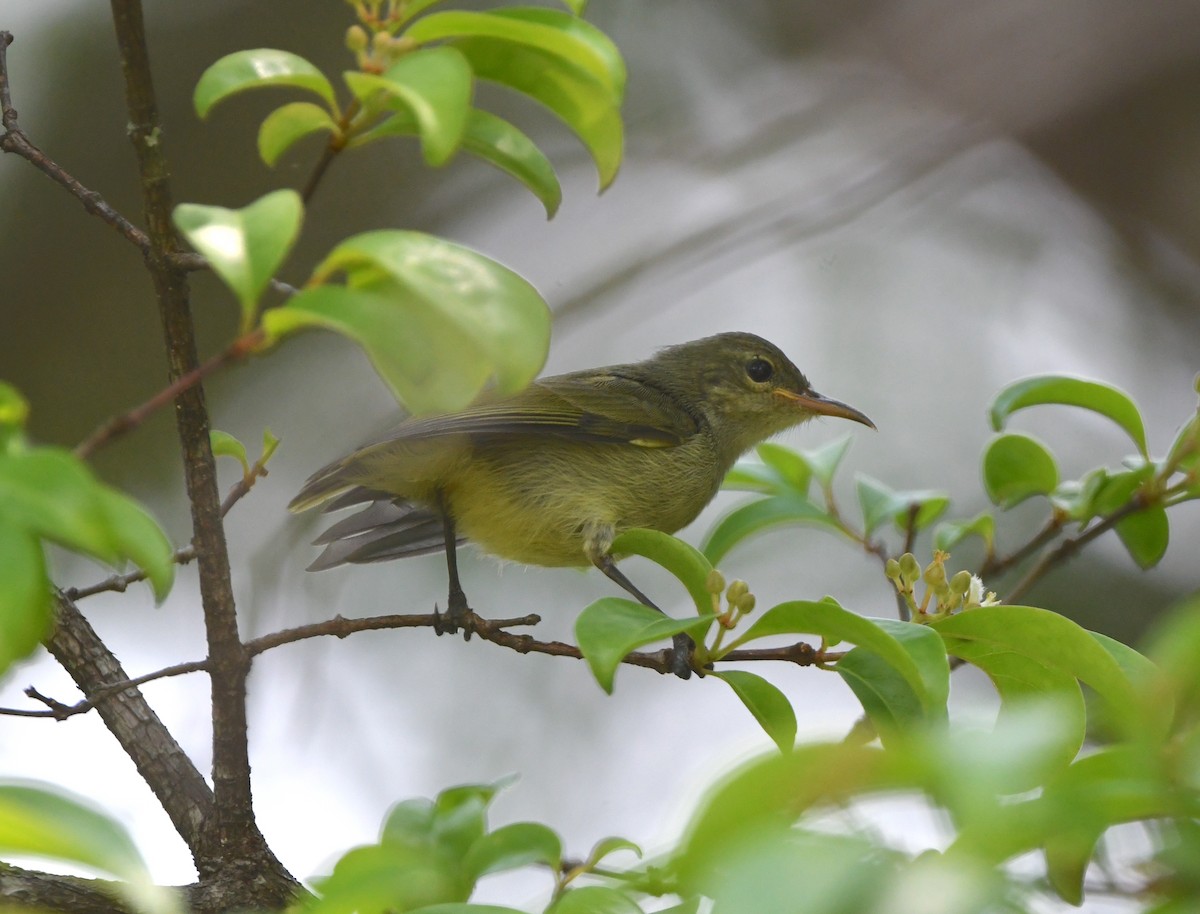 Bates's Sunbird - ML555052811