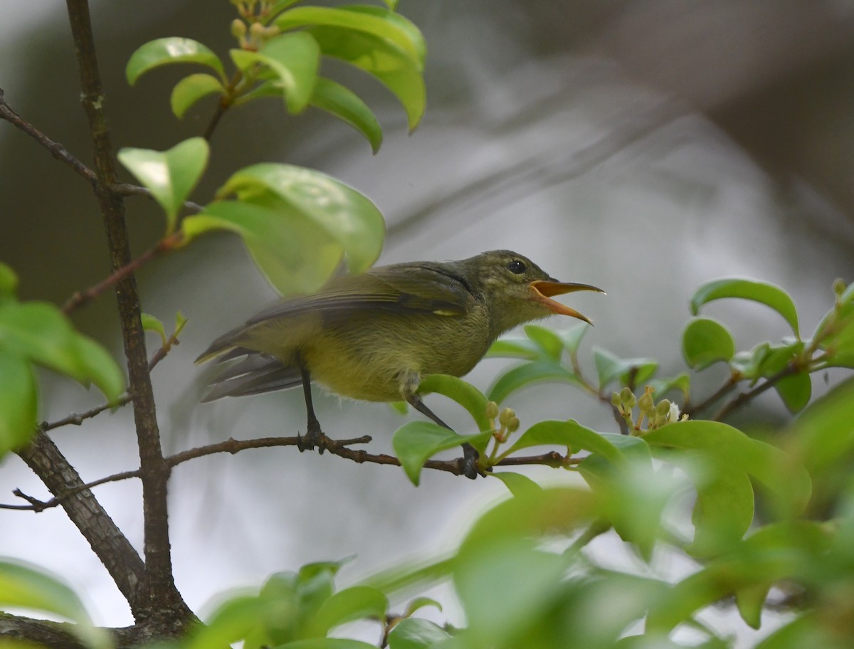 Bates's Sunbird - ML555053021