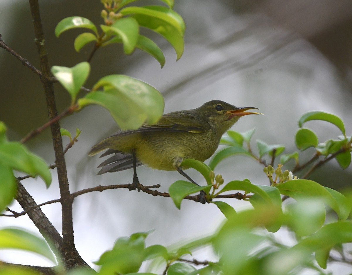 Bates's Sunbird - ML555053351