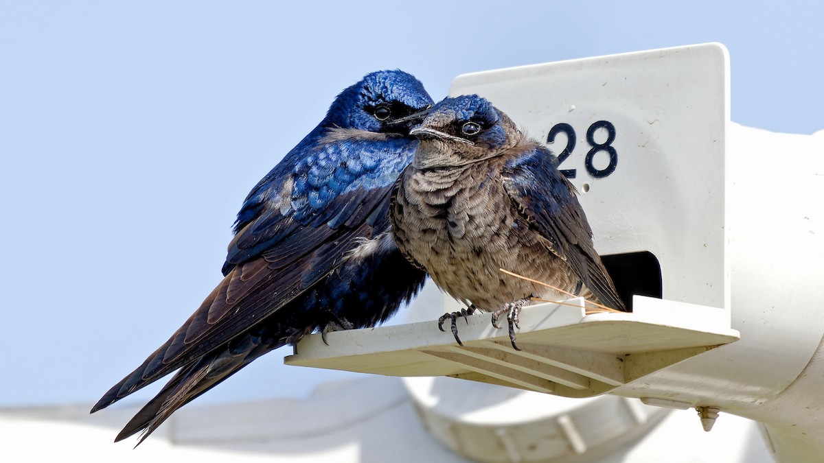 Purple Martin - Craig Becker