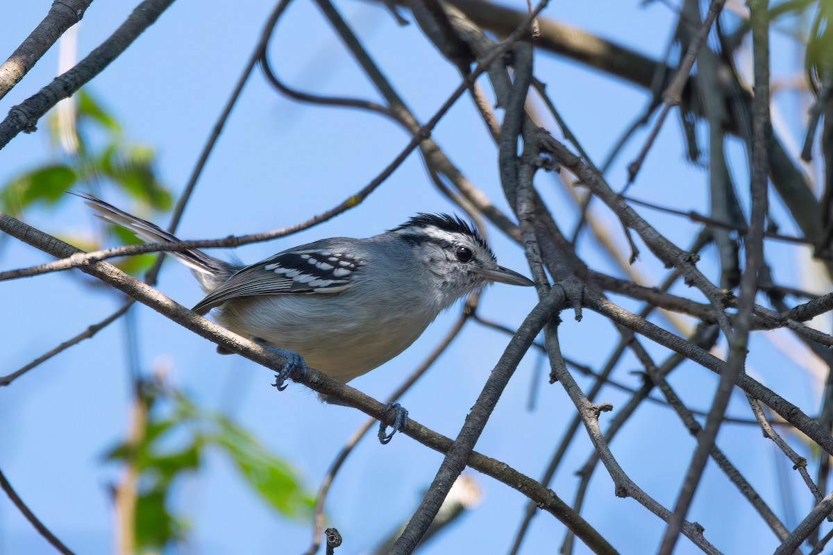 Black-capped Antwren - Marcos Eugênio Birding Guide