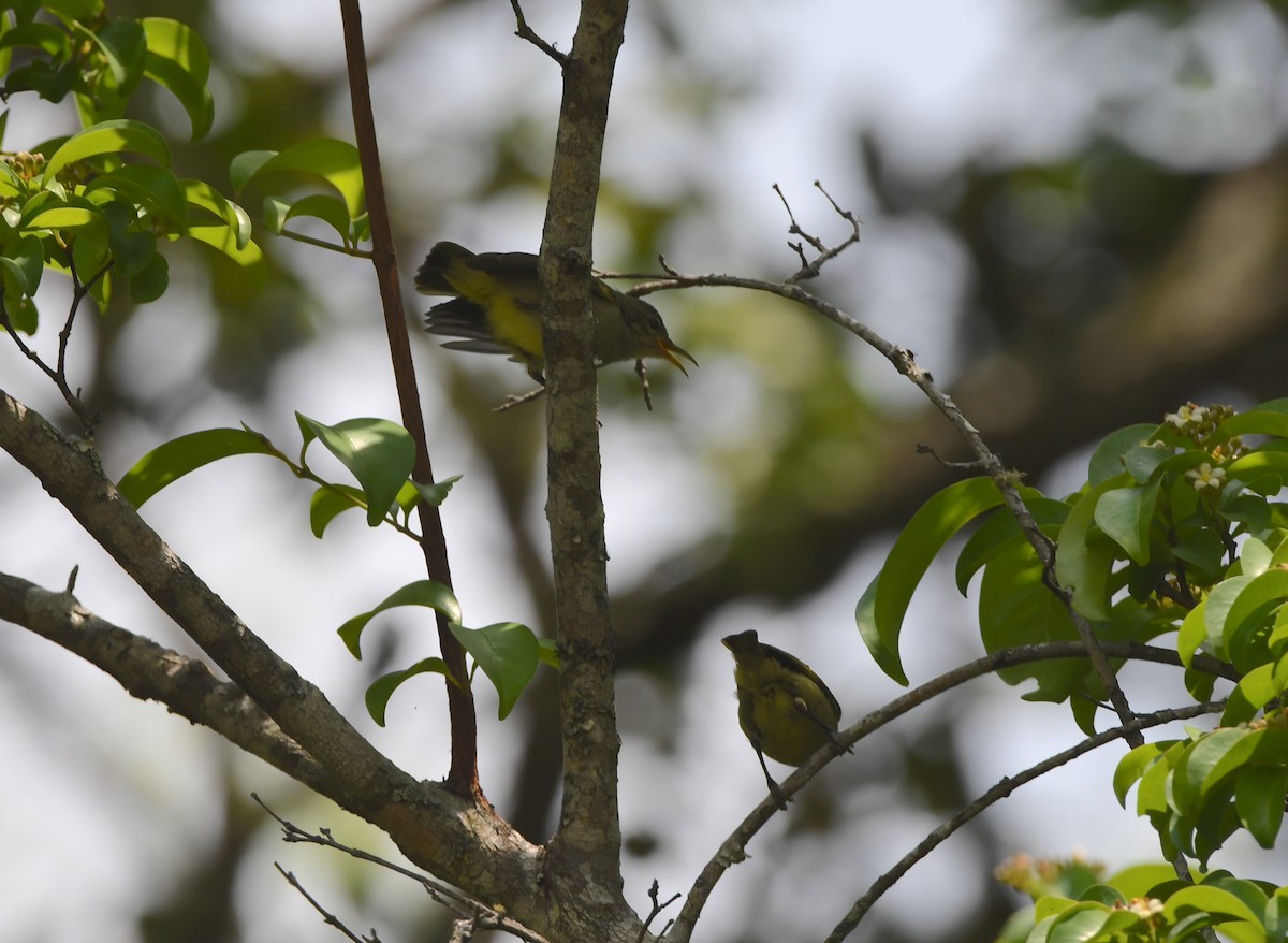 Bates's Sunbird - ML555054301