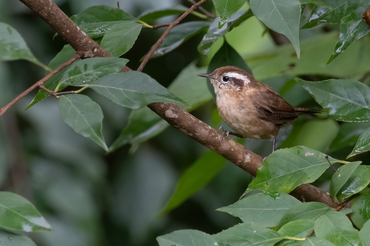 Mountain Wren - ML555054451