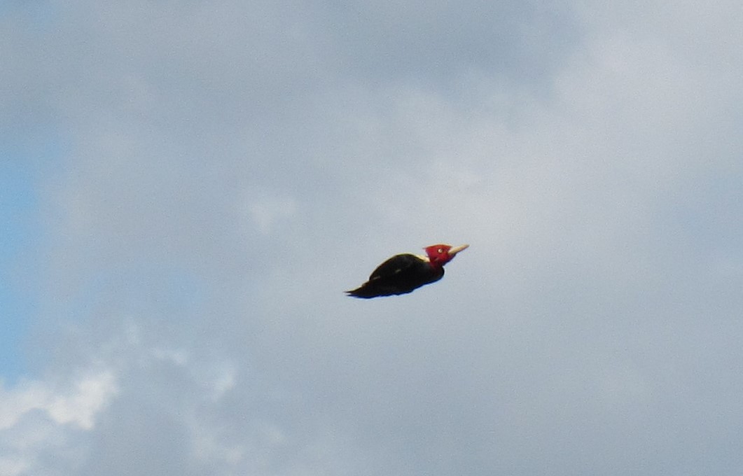 Cream-backed Woodpecker - ML555056851