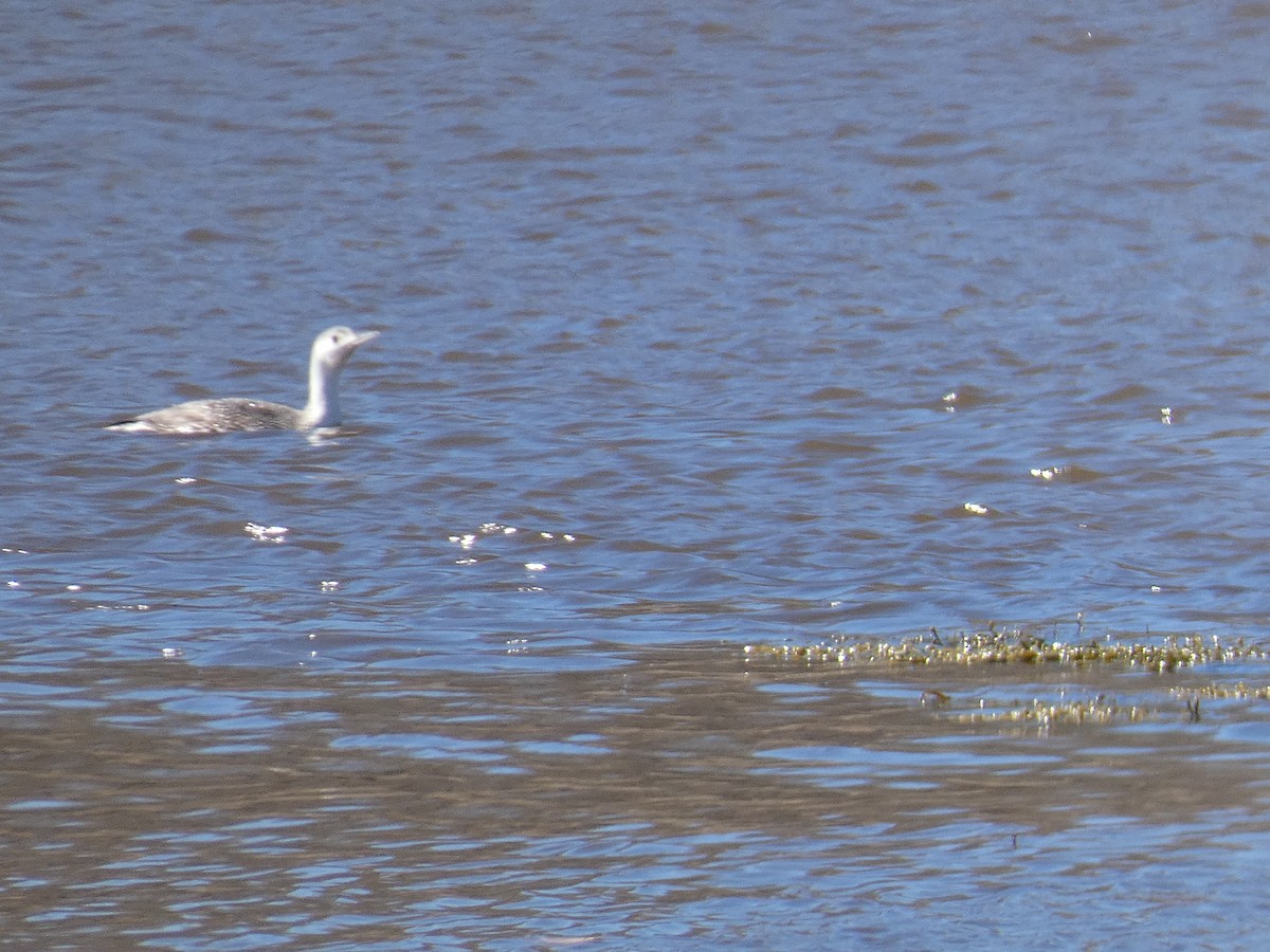 Red-throated Loon - ML555057031