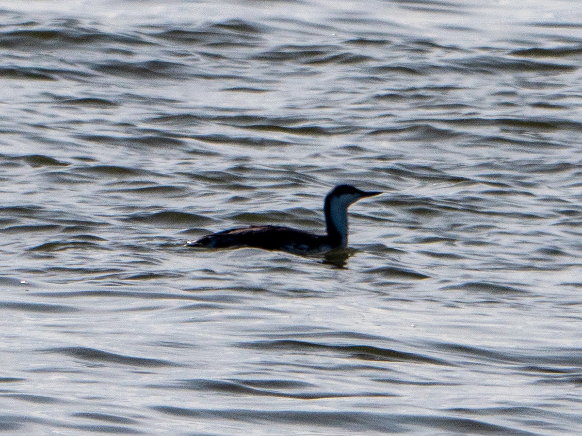Red-throated Loon - ML555057851
