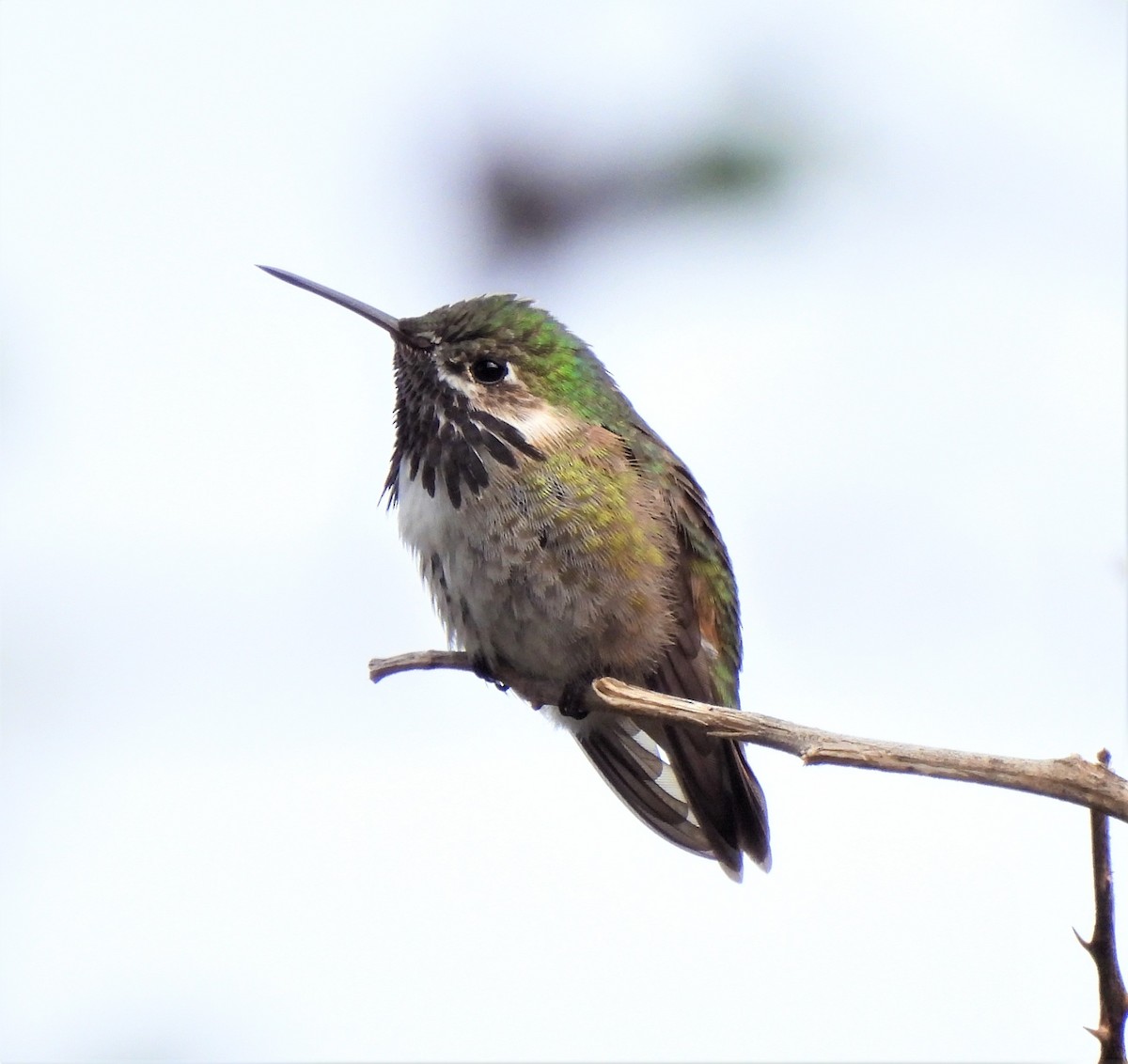 Calliope Hummingbird - ML555059411