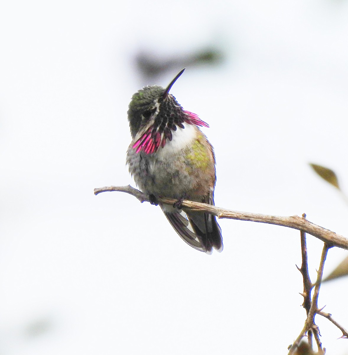 Calliope Hummingbird - ML555059421