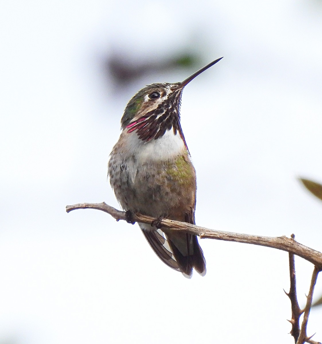 Calliope Hummingbird - ML555059431