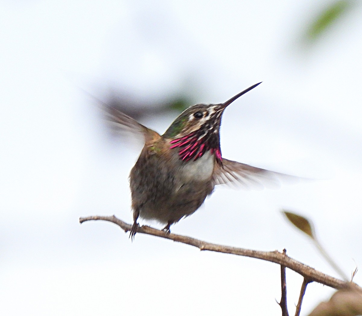 Calliope Hummingbird - ML555059441