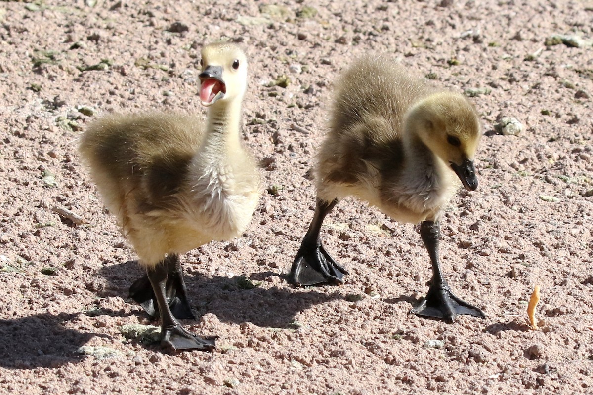 Canada Goose - ML55506071