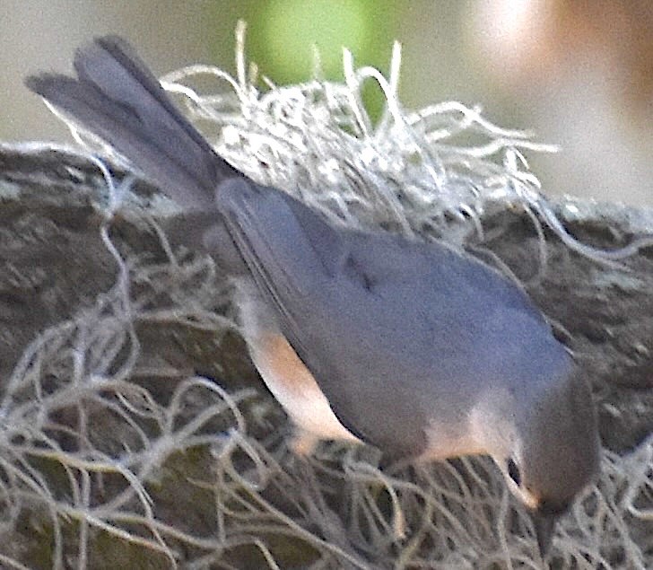 Eastern Bluebird - ML555060801