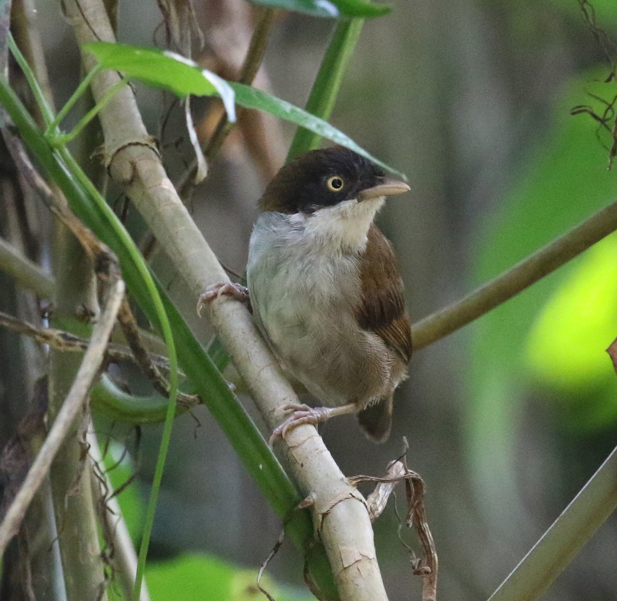 Dark-fronted Babbler - ML555061161