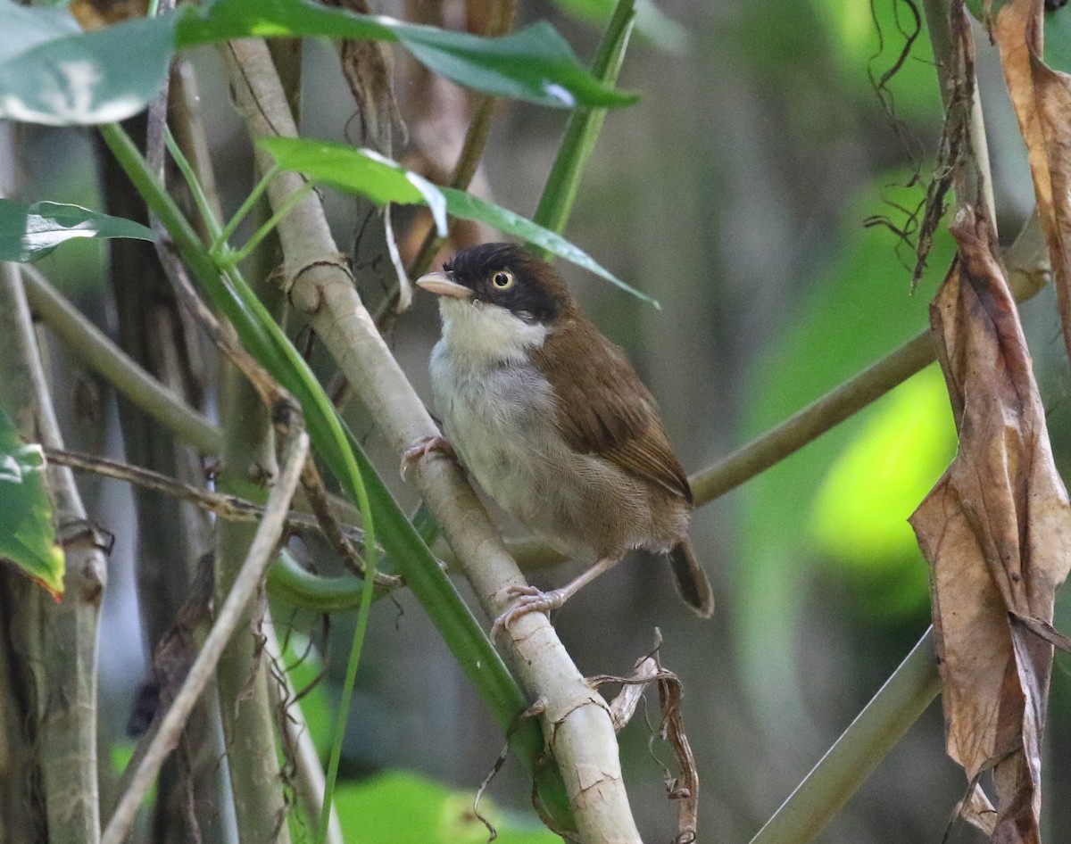 Dark-fronted Babbler - ML555061171