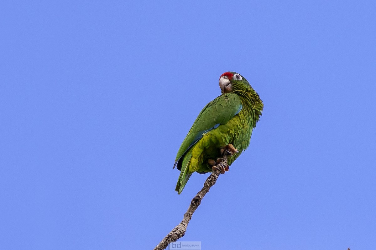 Puerto Rican Parrot - Benny Diaz