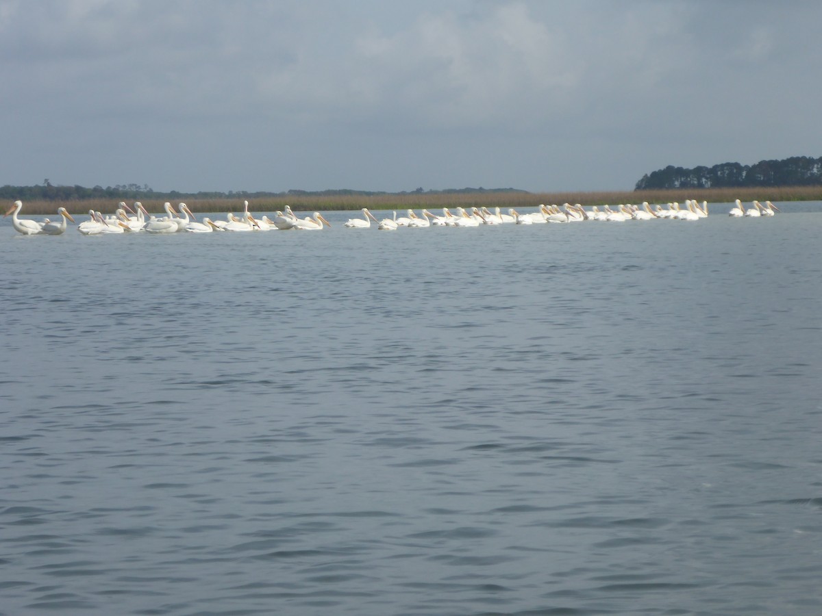 American White Pelican - ML555061601