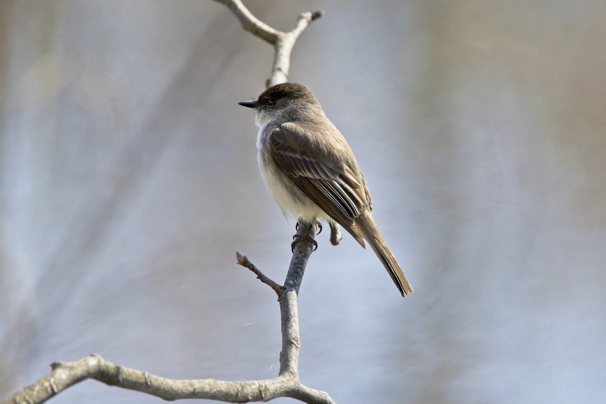 Eastern Phoebe - ML555061711