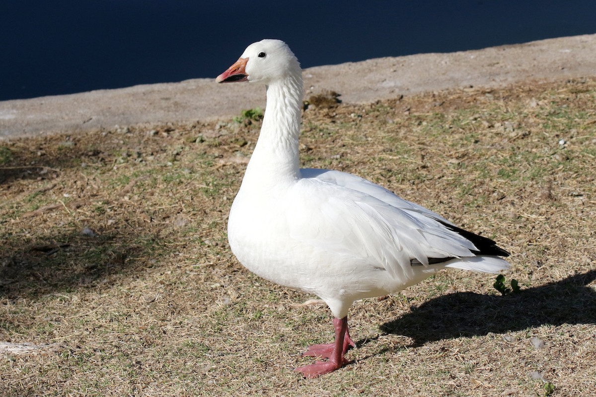 Snow Goose - ML55506201