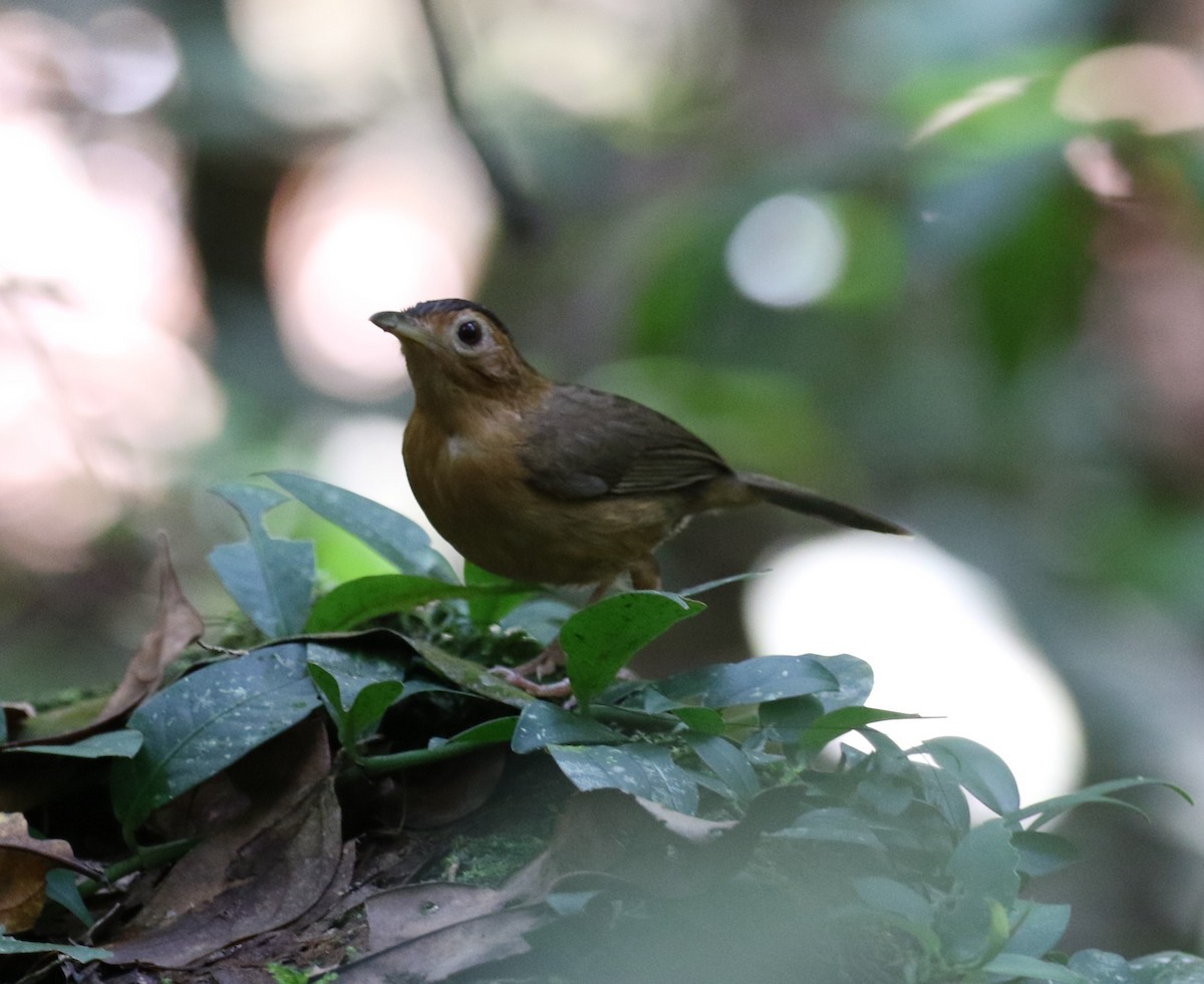 Brown-capped Babbler - ML555062161