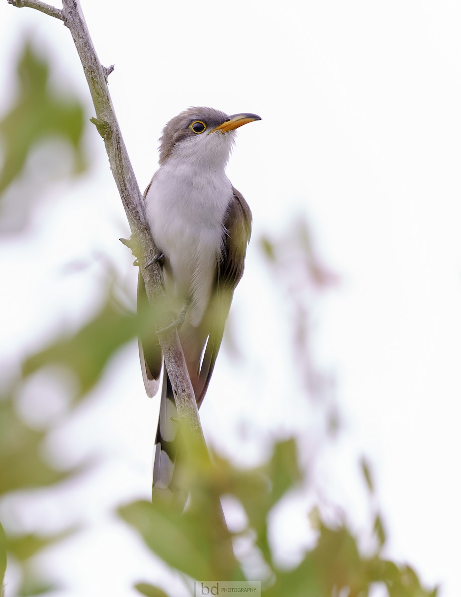 Kukutxo mokohoria - ML555062211