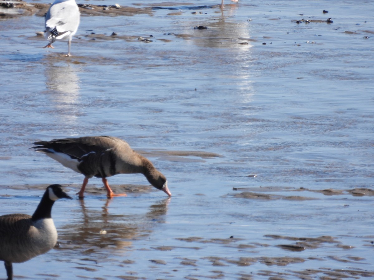 Greater White-fronted Goose - Emmanuel Hains