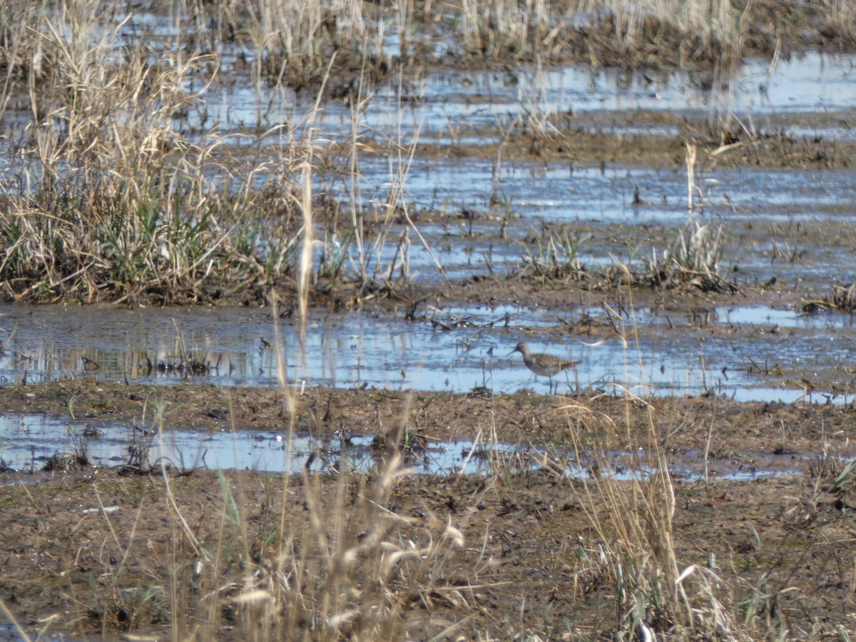 Wood Sandpiper - ML555063791