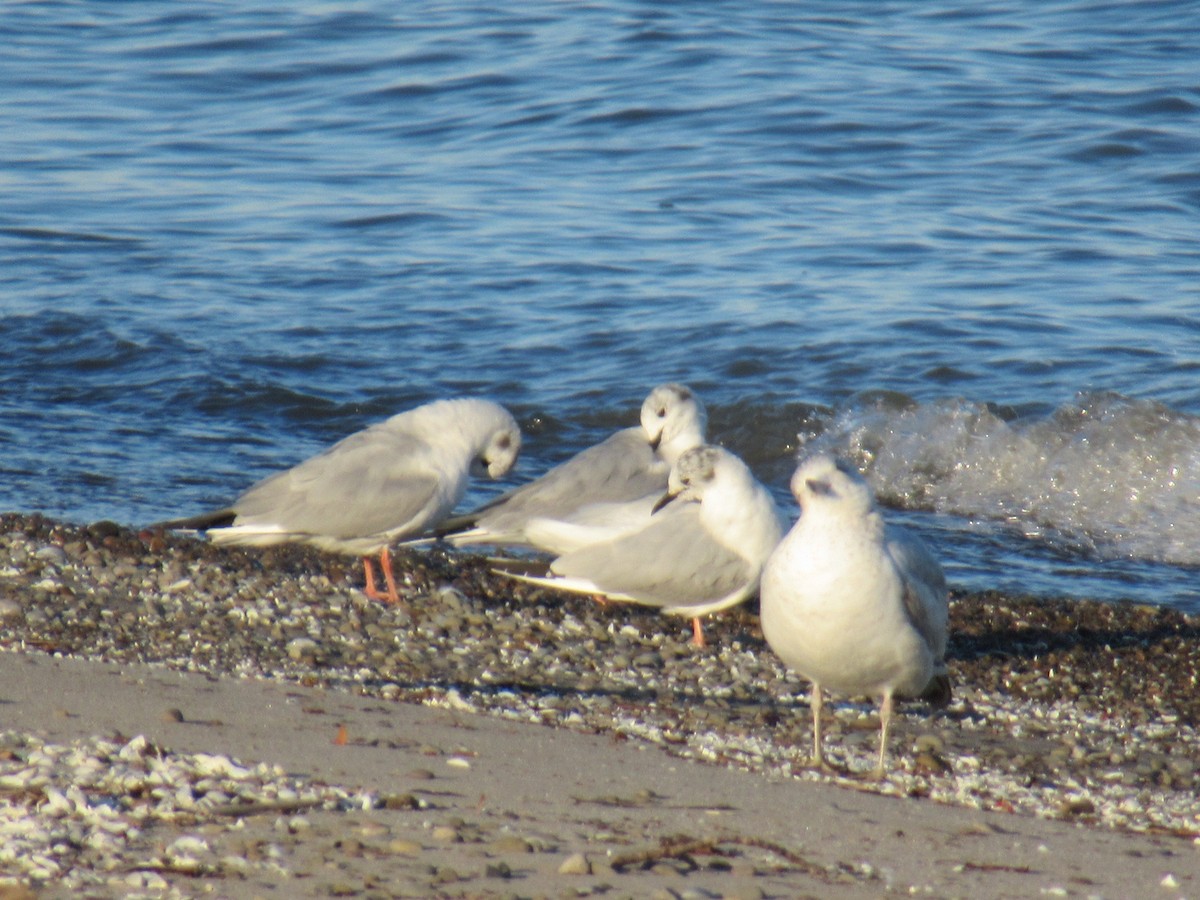 Bonaparte's Gull - Adam Chambers