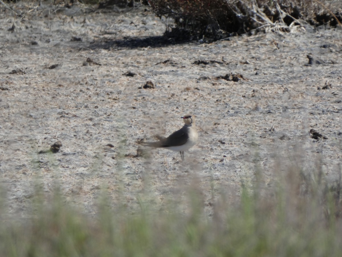 Collared Pratincole - ML555064001