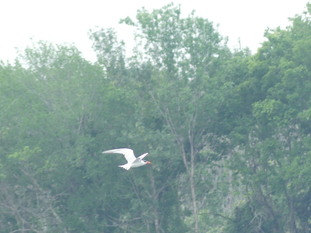 Caspian Tern - ML555064521